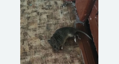 Дезинфекция от мышей в Комсомольске-на-Амуре