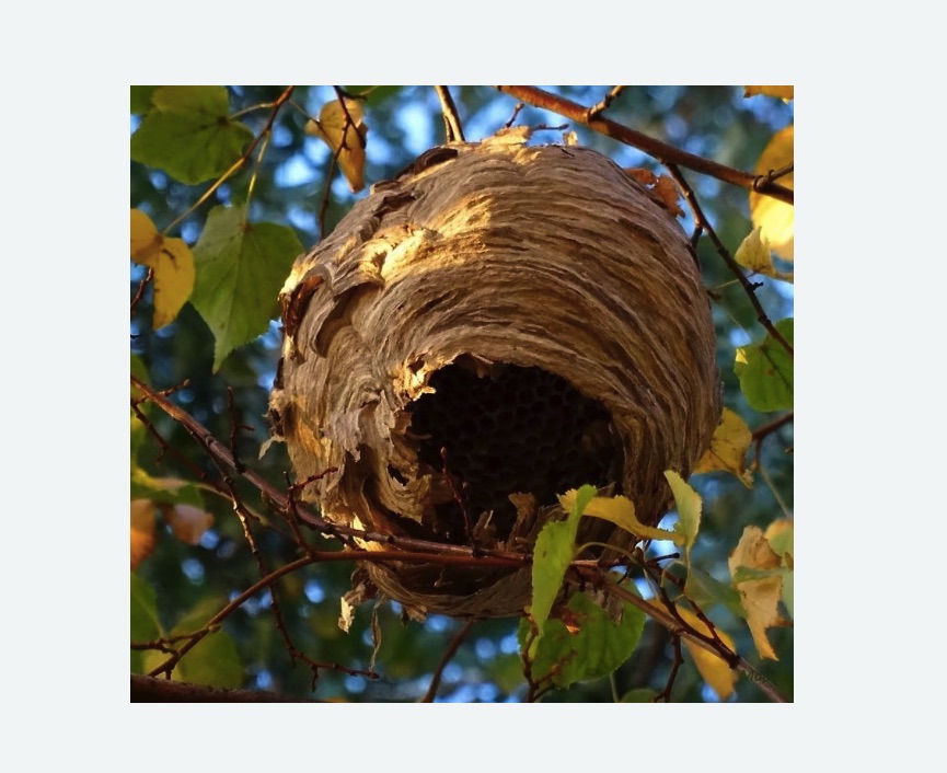 Обработка от шершней в Комсомольске-на-Амуре