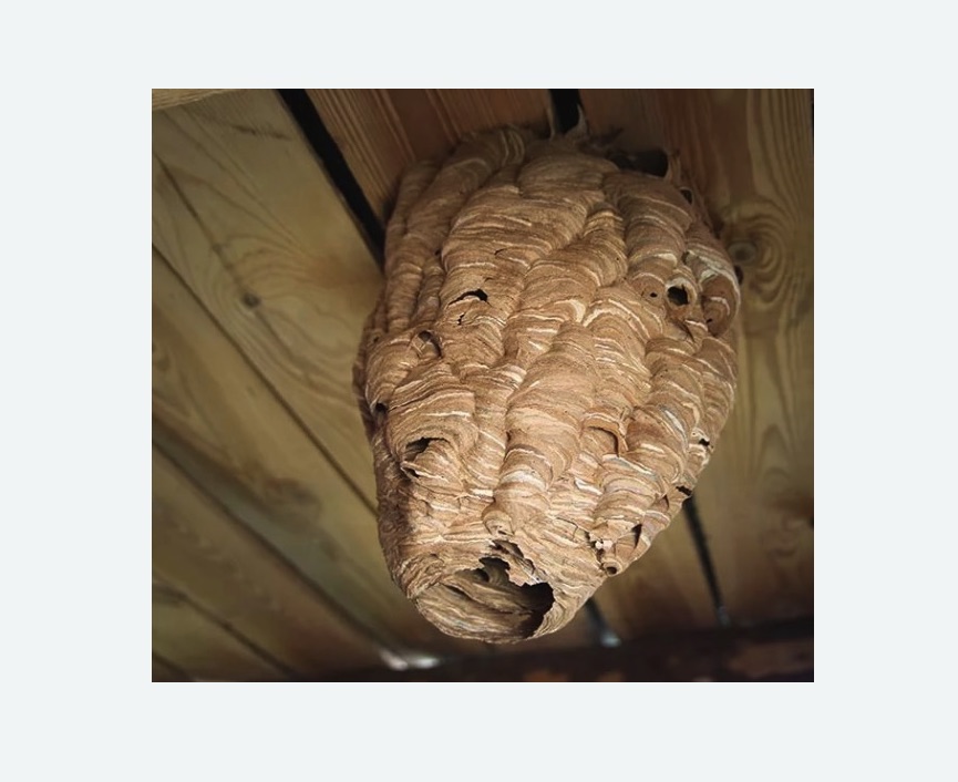 обработка от шершней в Комсомольске-на-Амуре