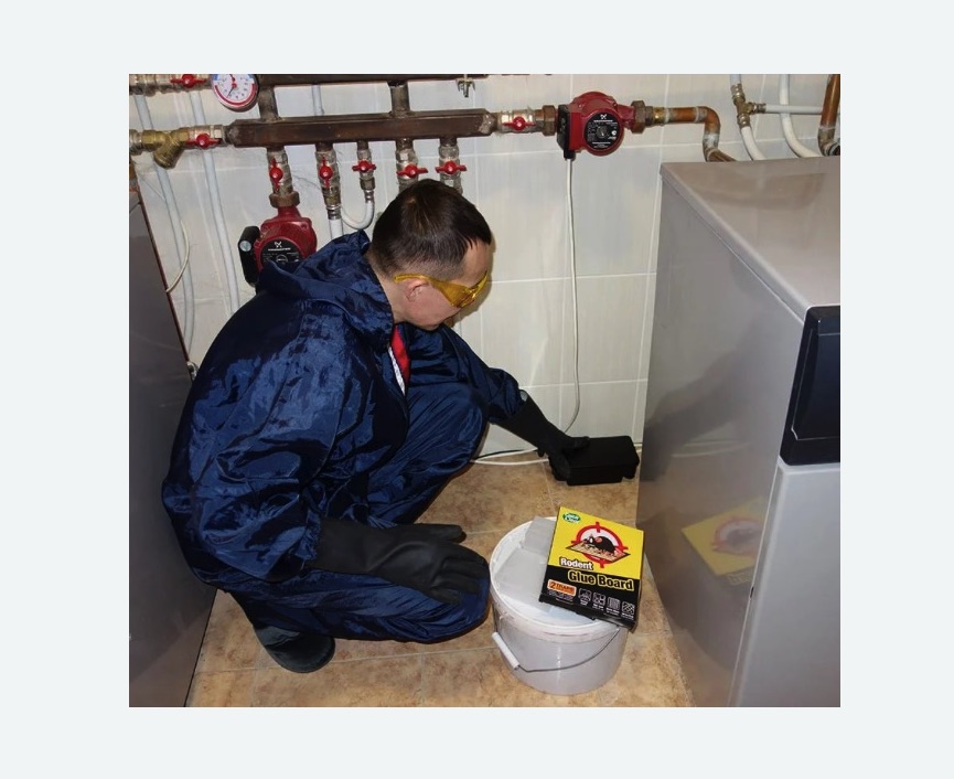 Уничтожение крыс в Комсомольске-на-Амуре