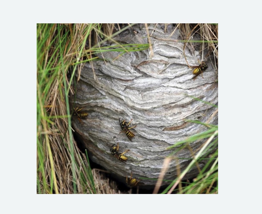 Уничтожение ос и ульев в Комсомольске-на-Амуре